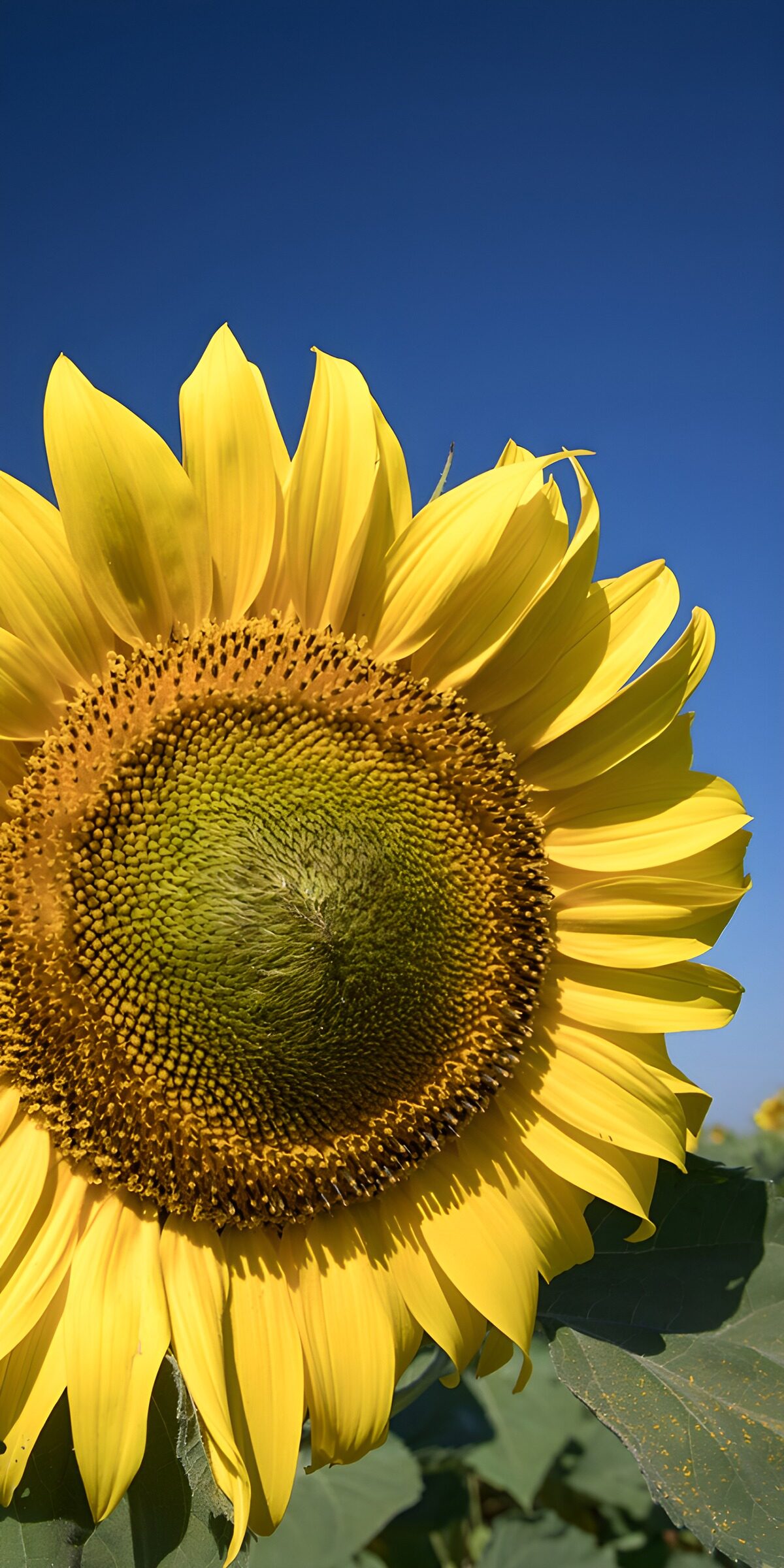TPFR83433: Tournesol sous un ciel bleu