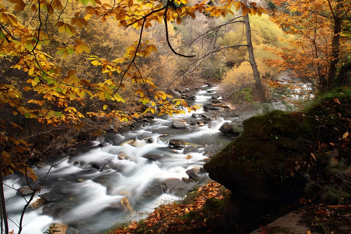 TPFR60634: Ruisseau aux feuilles dorées en automne