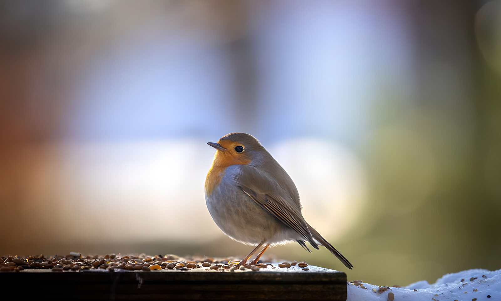 TPFR90357: Petit oiseau sur une table