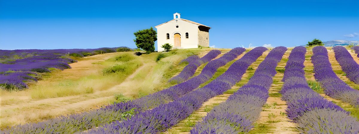 Champ de lavande et chapelle en Provence