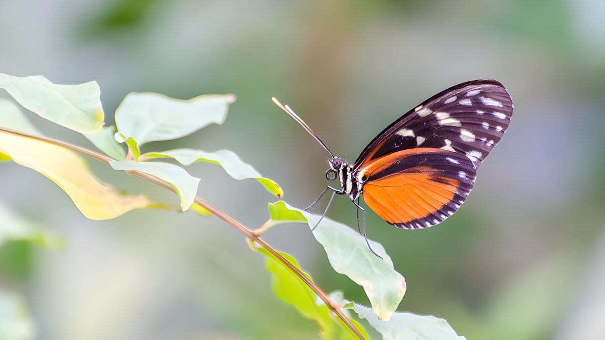 TPFR60818: Papillon élégant sur une feuille