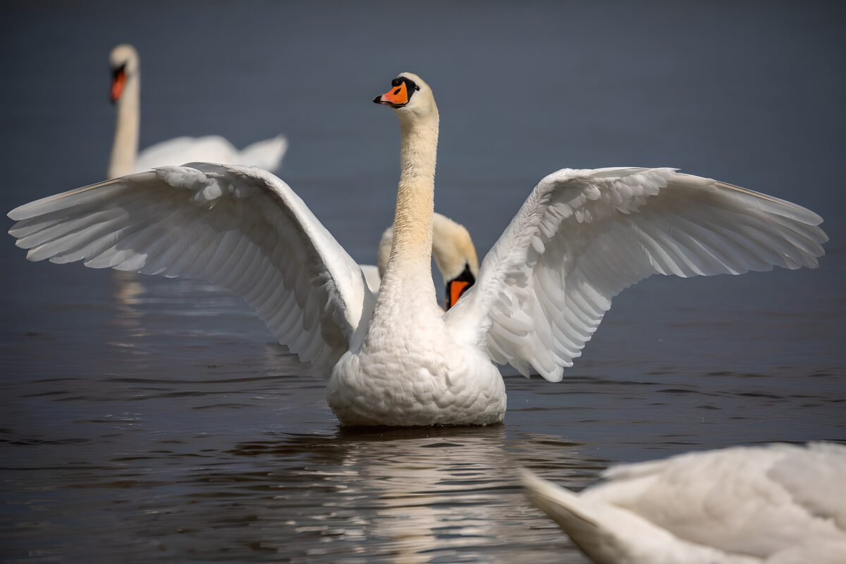 TPFR86916: Le cygne majestueux au bord de l'eau