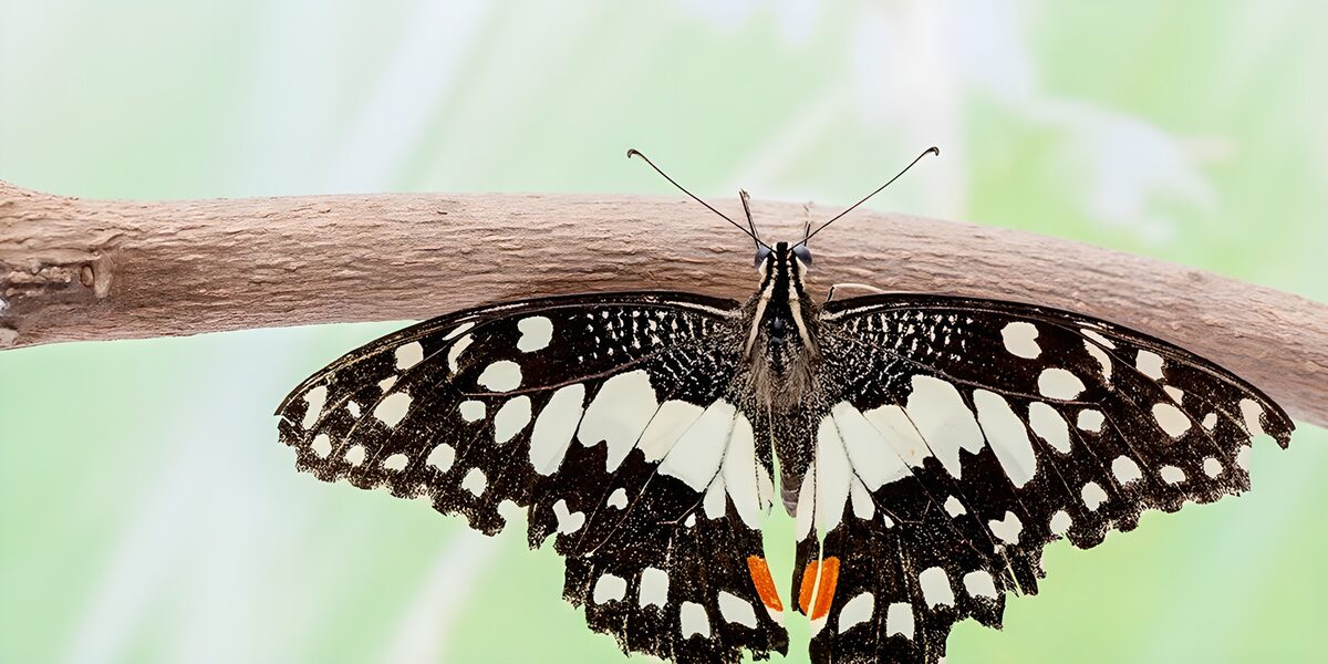 TPFR69988: Papillon élégant sur une branche