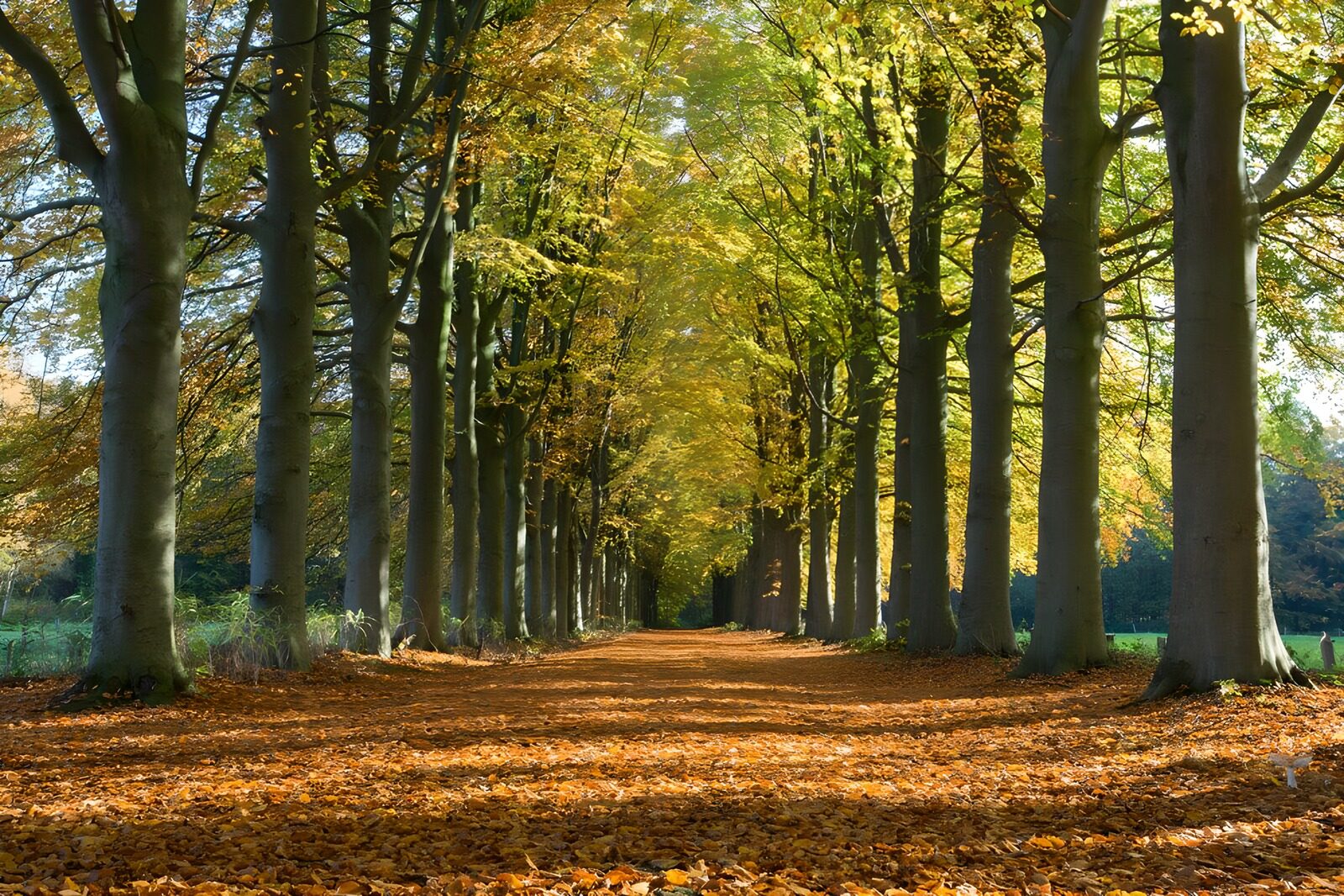 TPFR55204: Allée boisée en automne doré