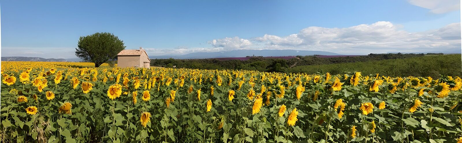 TPFR49307: Champs de tournesols en Provence