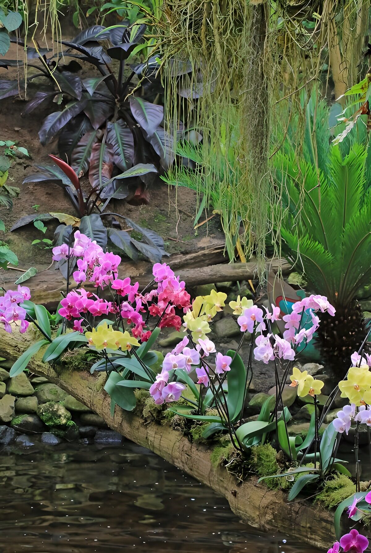 TPFR99619: Orchidéarium en pleine floraison