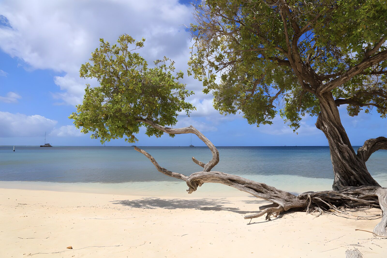 TPFR40893: Arbre sur la plage sous le ciel bleu