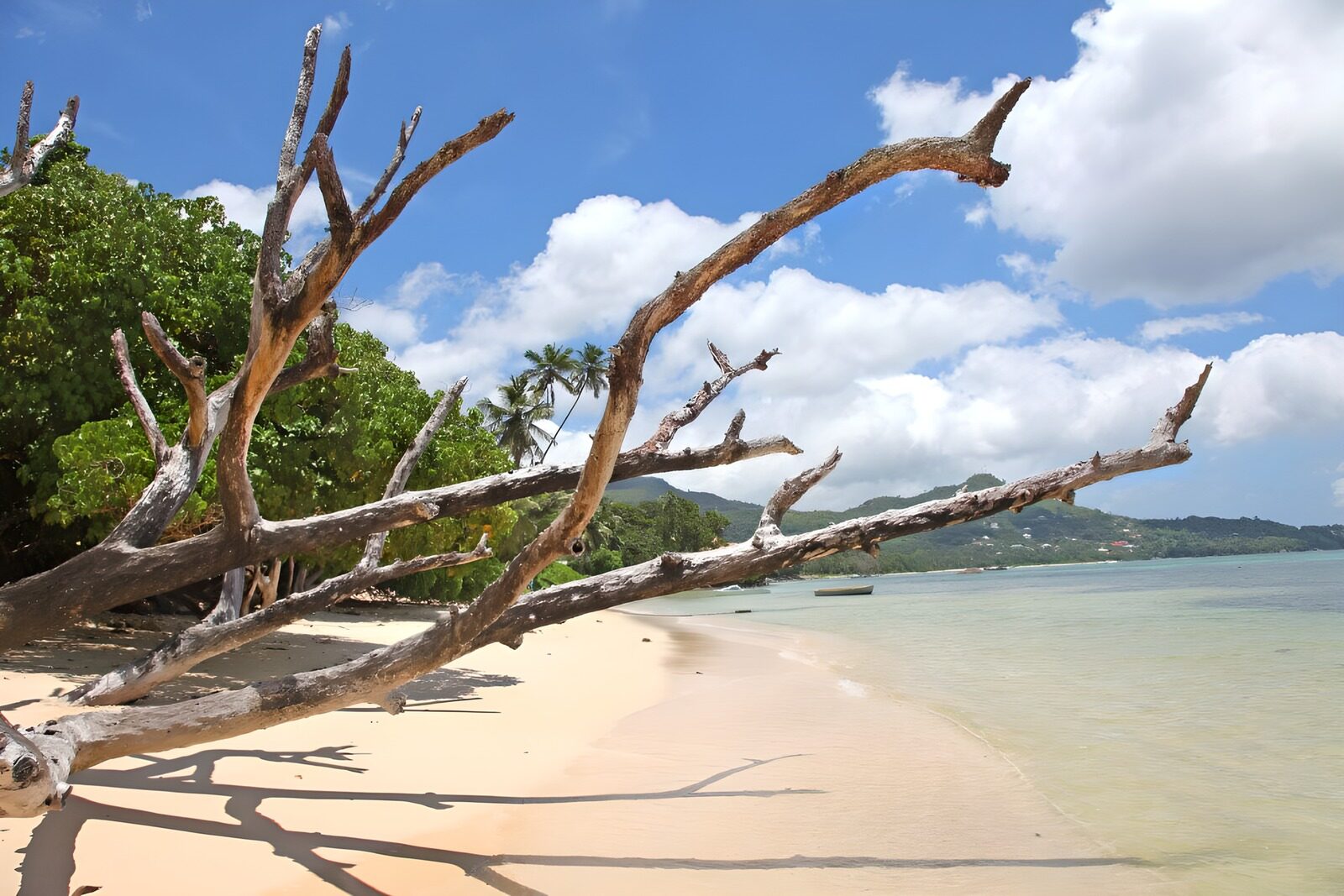 TPFR92763: Plage tranquille avec branches sèches