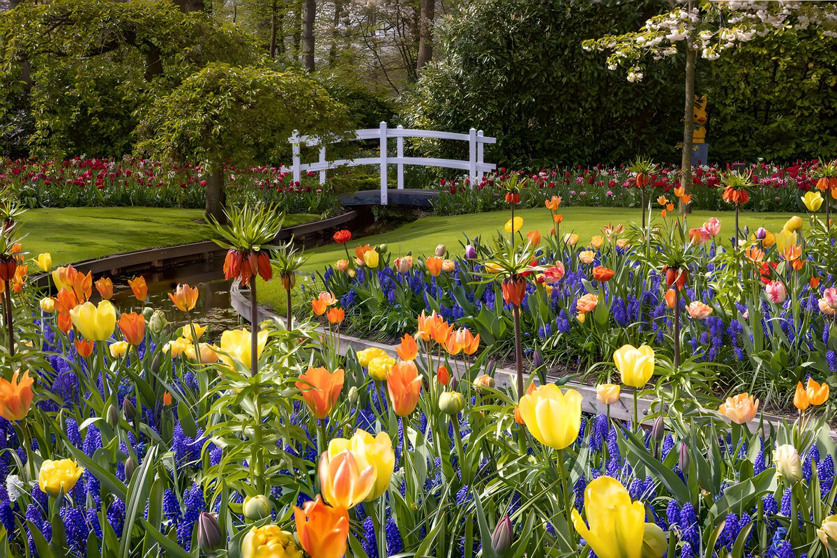 TPFR53583: Un jardin de tulipes colorées