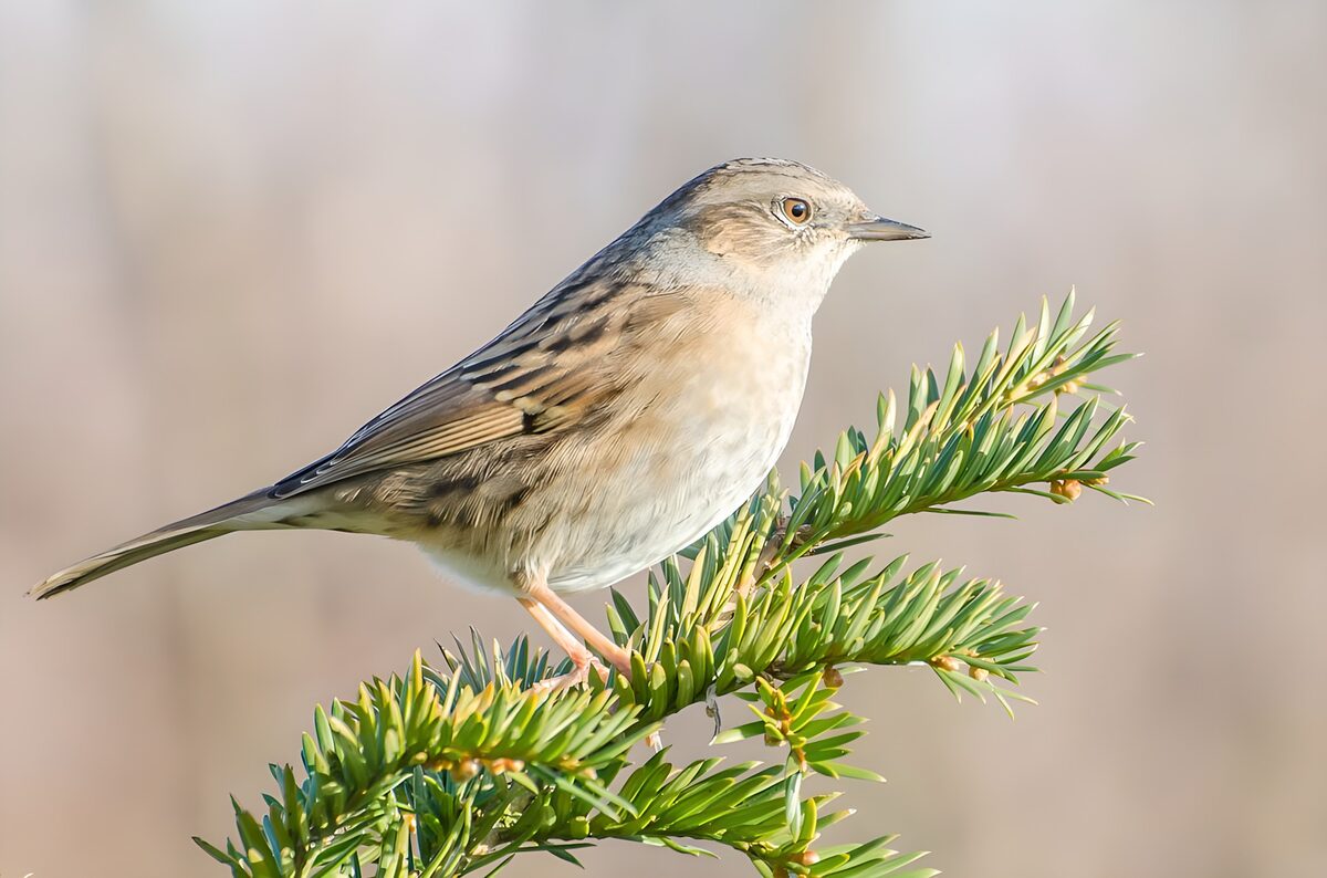 TPFR76642: Oiseau sur une branche verte