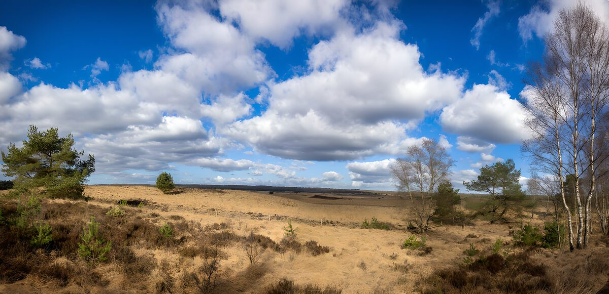 TPFR88115: Paysage de bruyère sous un ciel bleu