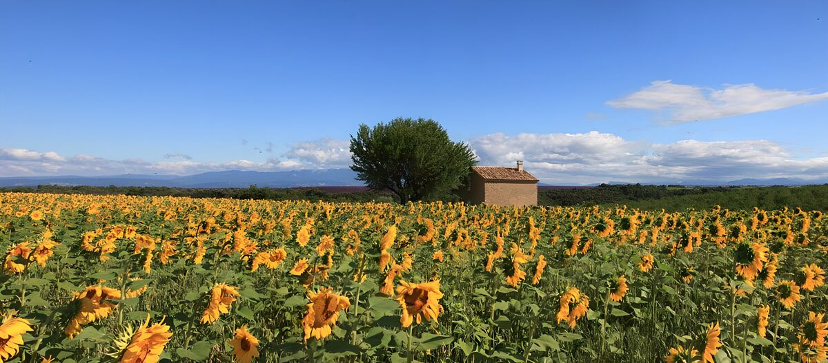 Champs de Tournesols au Cœur de la Nature