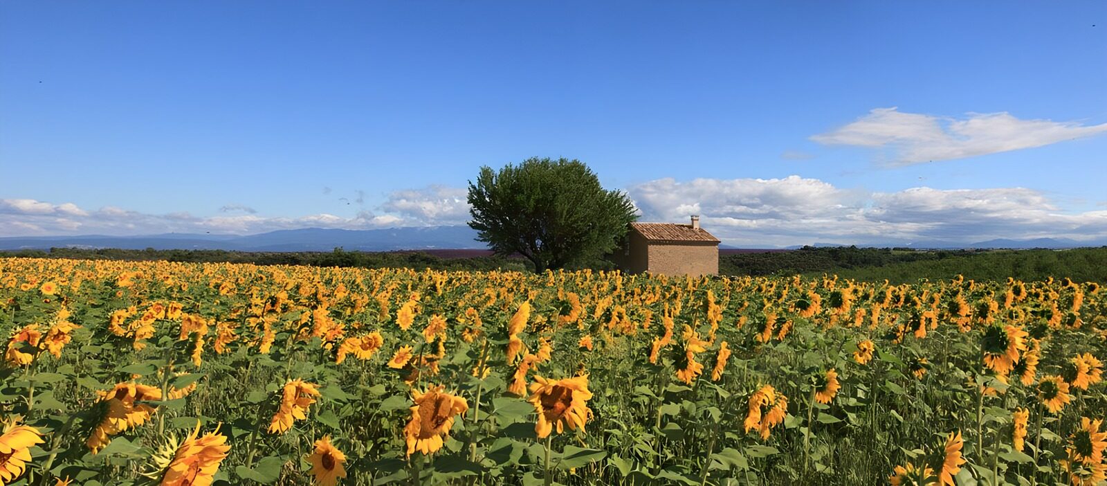 TPFR69403: Champs de Tournesols au Cœur de la Nature