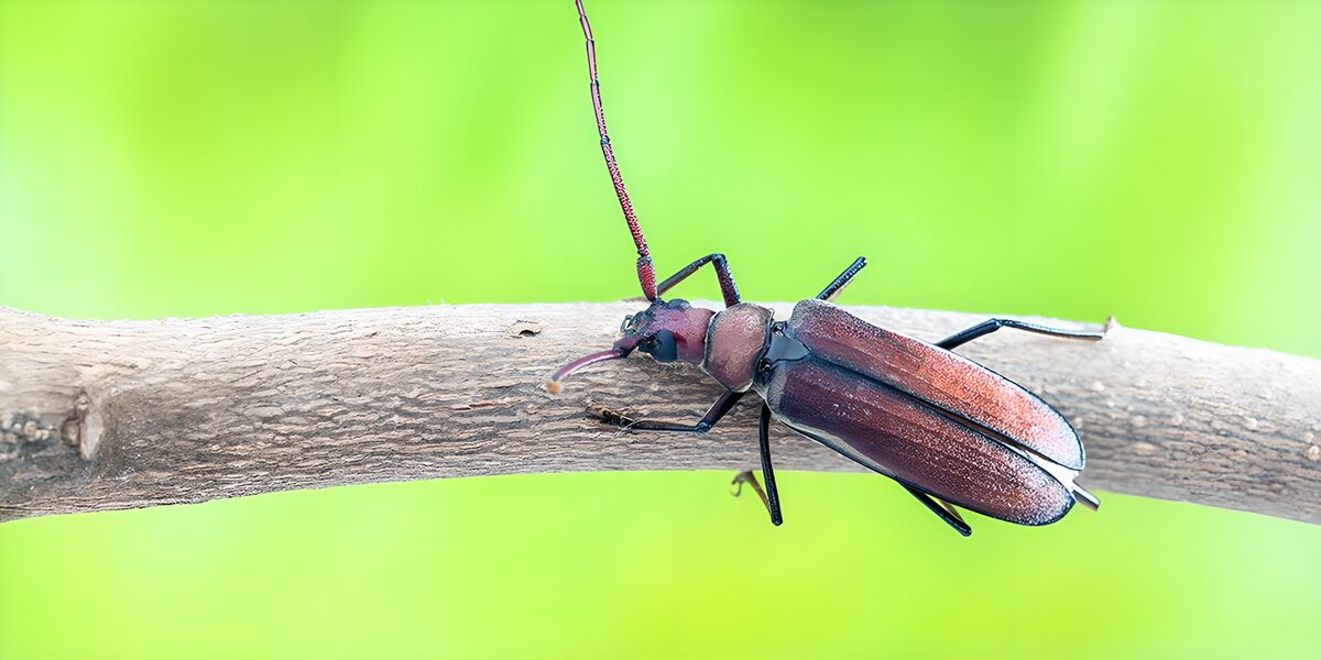 TPFR47360: Insecte sur une branche