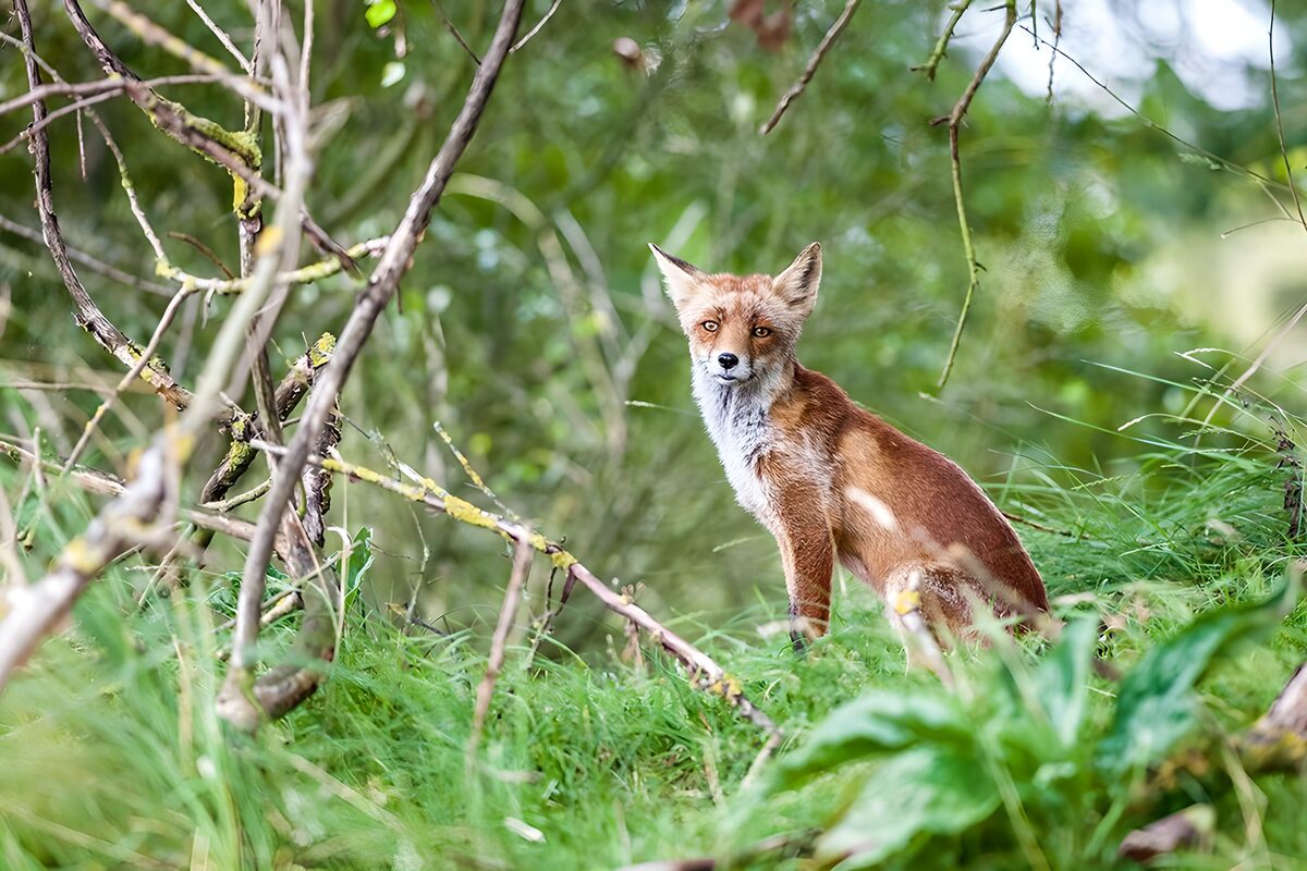 TPFR39904: Renard dans son habitat naturel