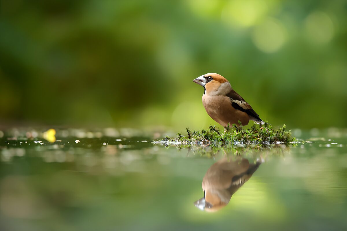 Un oiseau au bord de l'eau