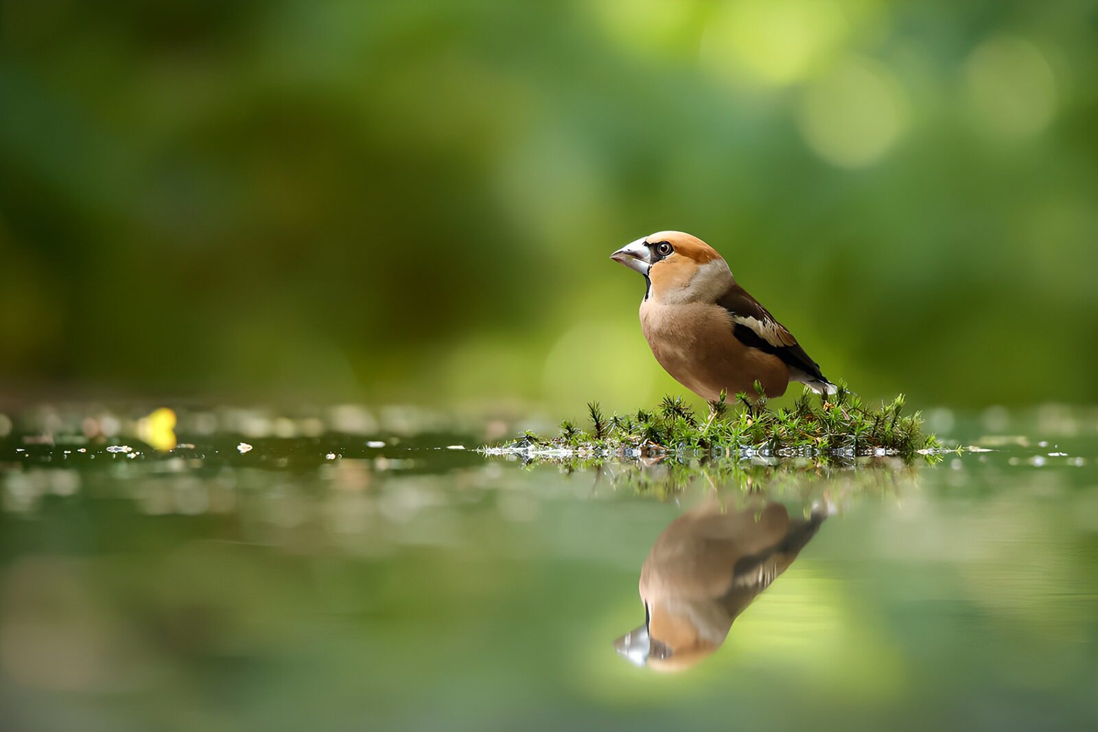 TPFR54039: Un oiseau au bord de l'eau
