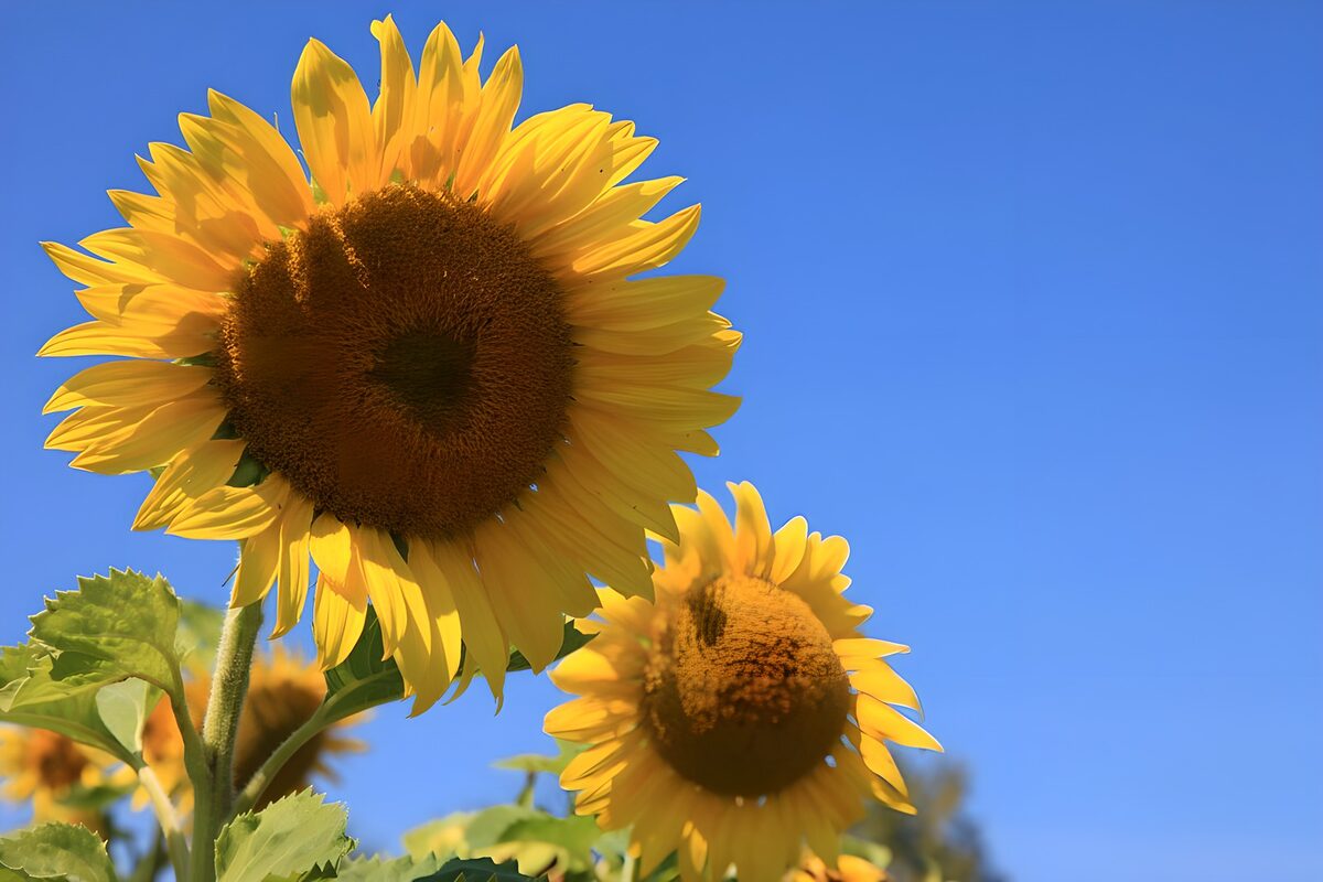 Tournesols sous un ciel bleu éclatant