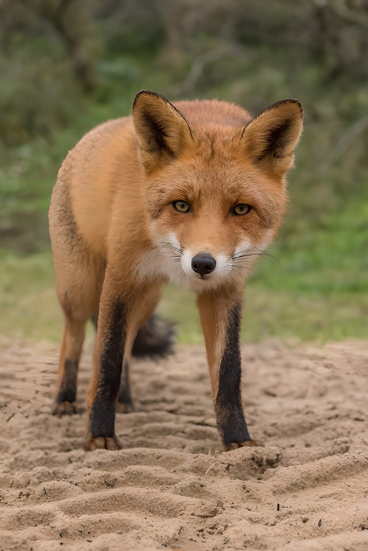 TPFR15918: Renard inquisitif dans la nature