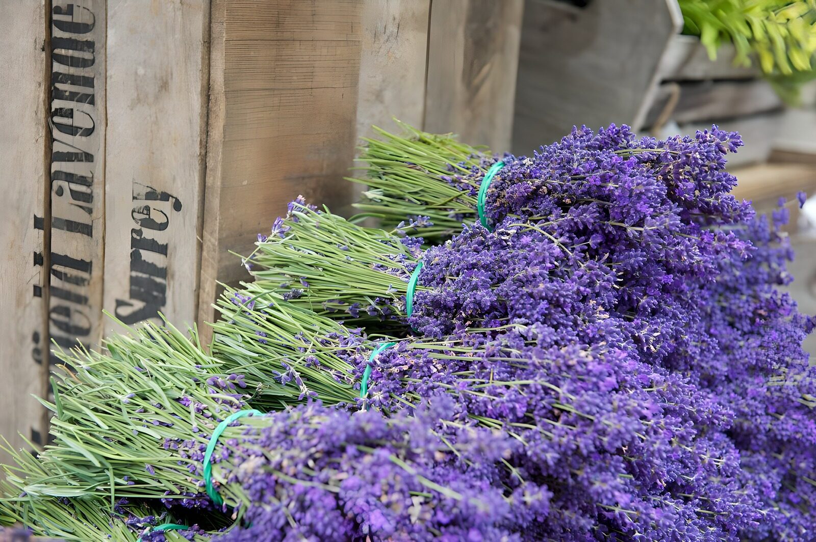 TPFR94022: Bouquet de lavande fraîchement coupée