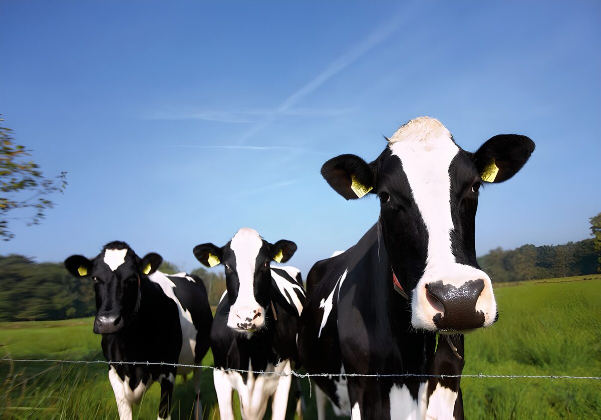 Vaches dans une prairie derrière un fil barbelé