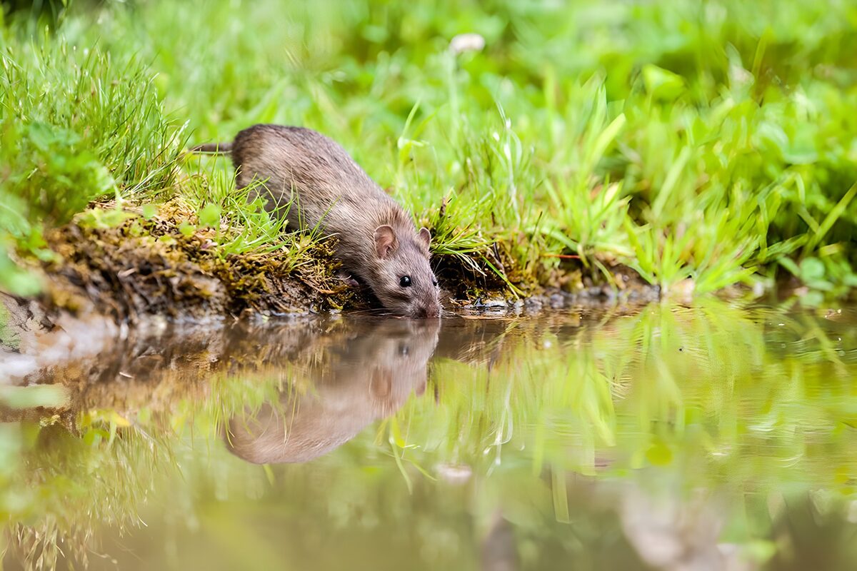 TPFR84436: Un rat d'eau regardant son reflet