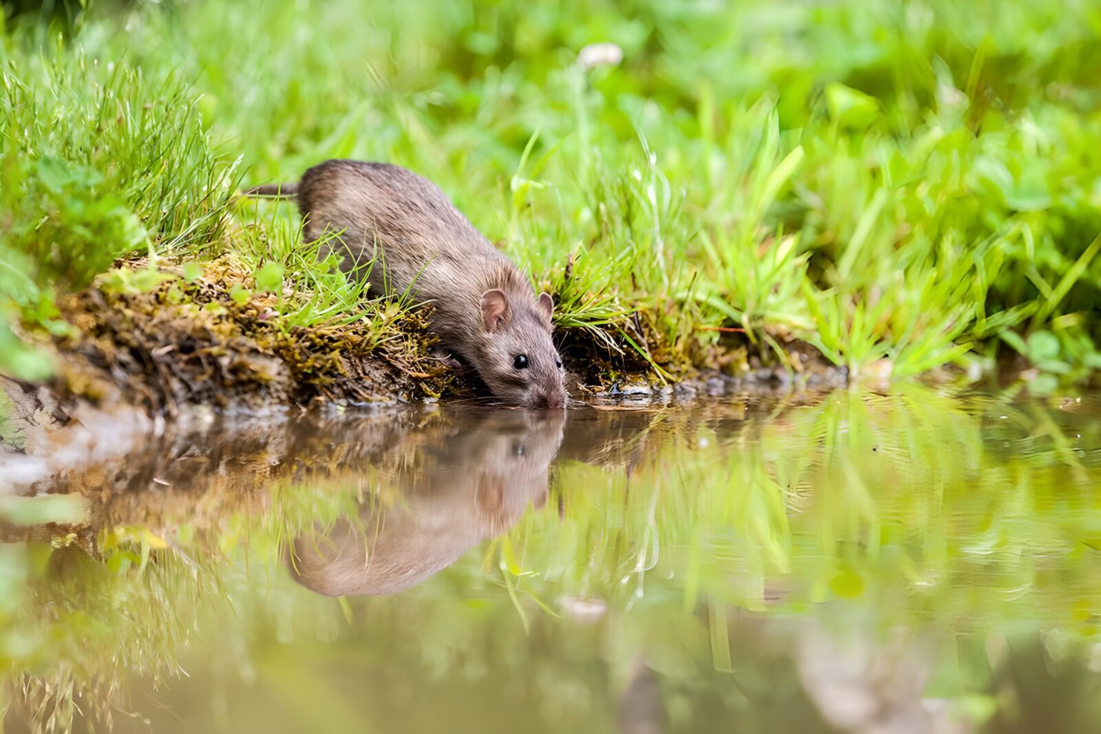 TPFR84436: Un rat d'eau regardant son reflet