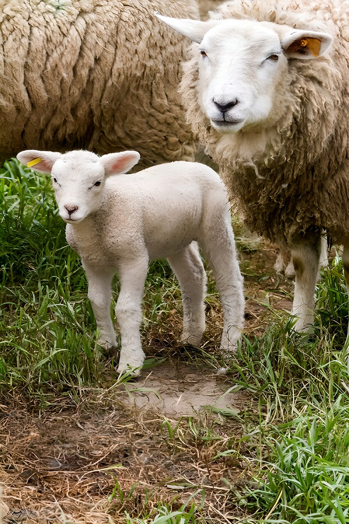 TPFR47820: Agneau et mouton dans le pré