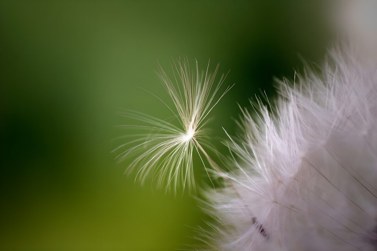 Photo de fleurs 39