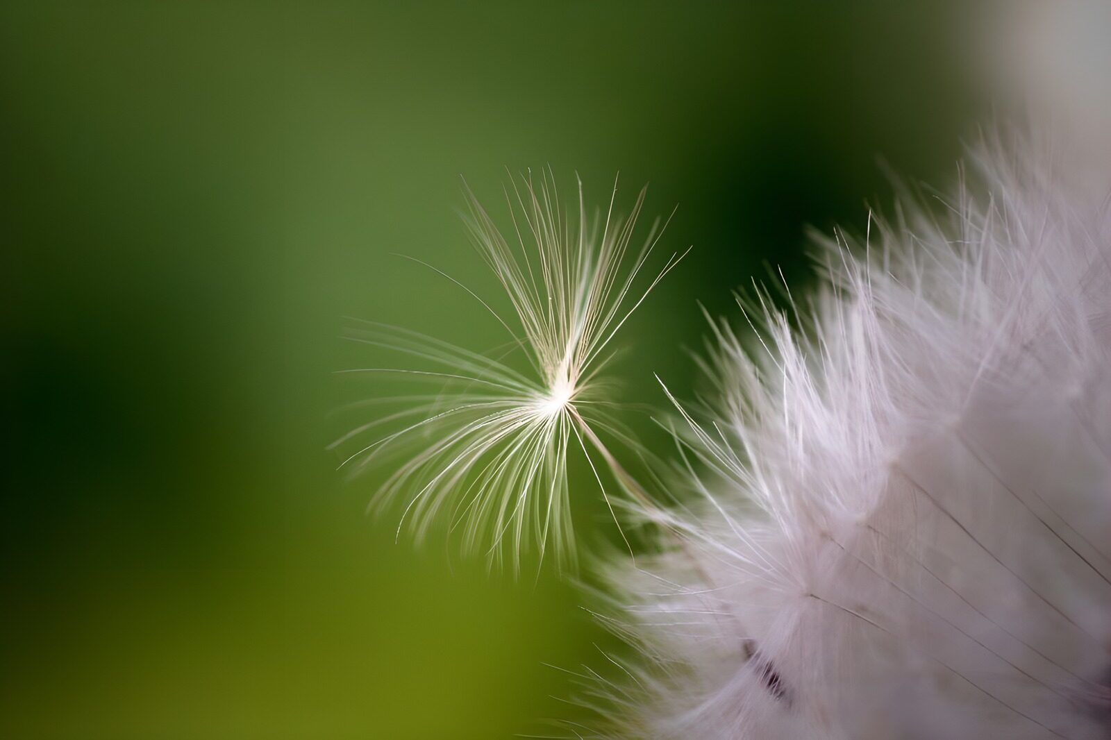 TPFR84388: Photo de fleurs 39