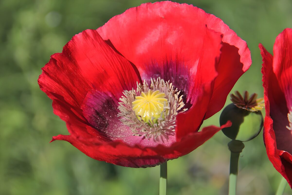 Coquelicot éclatant en fleurs