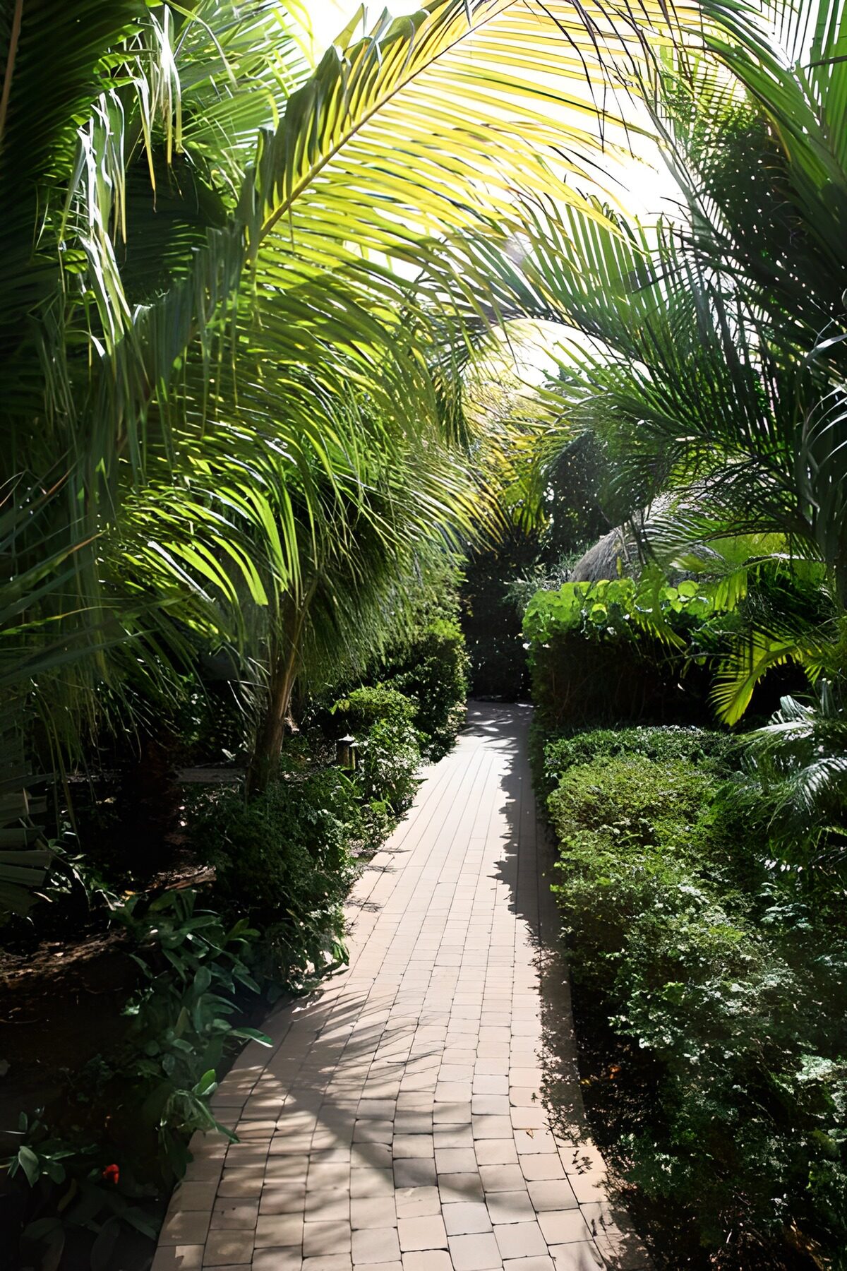 TPFR64771: Sentier créé à travers la végétation luxuriante version 2