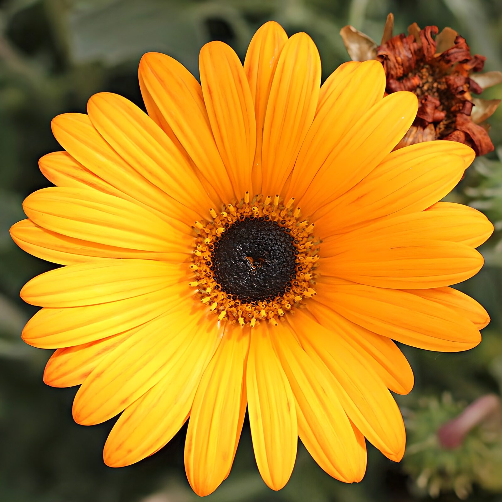 TPFR82481: Fleur jaune éclatante au soleil
