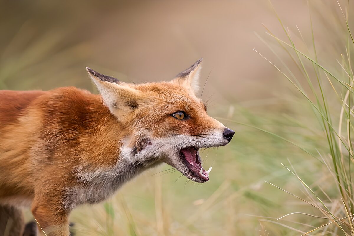 TPFR93192: Renard sauvage dans la nature