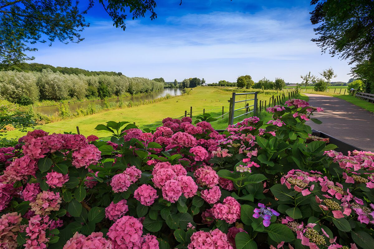 TPFR22826: Paysage fleuri près de la rivière