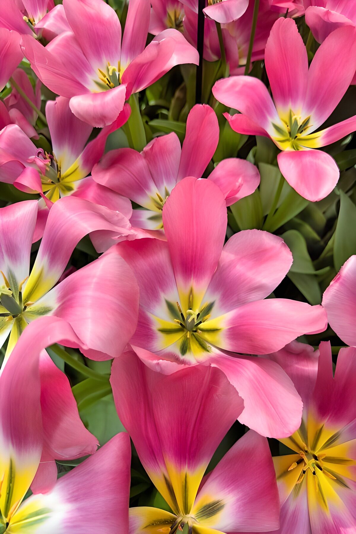 Tulipes rose éclatantes en pleine floraison