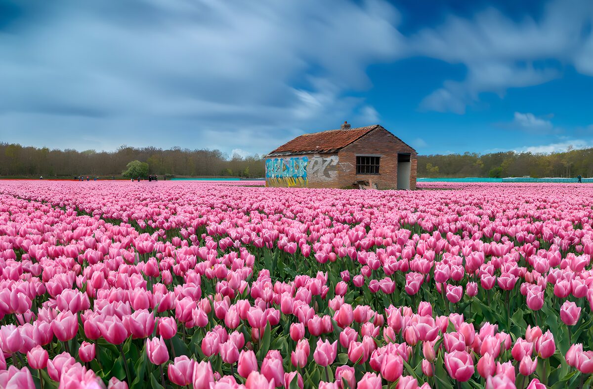 Champ de tulipes en fleurs roses