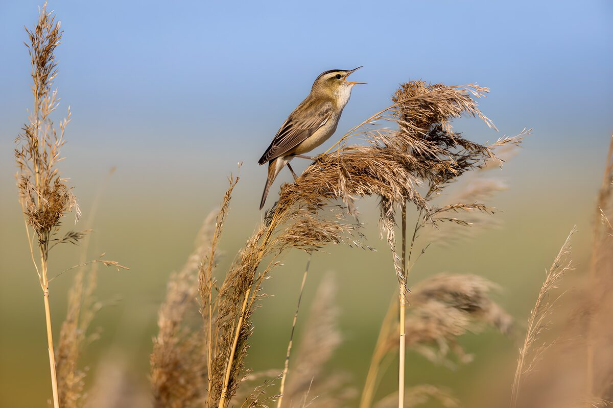 Oiseau chanteur dans les roseaux