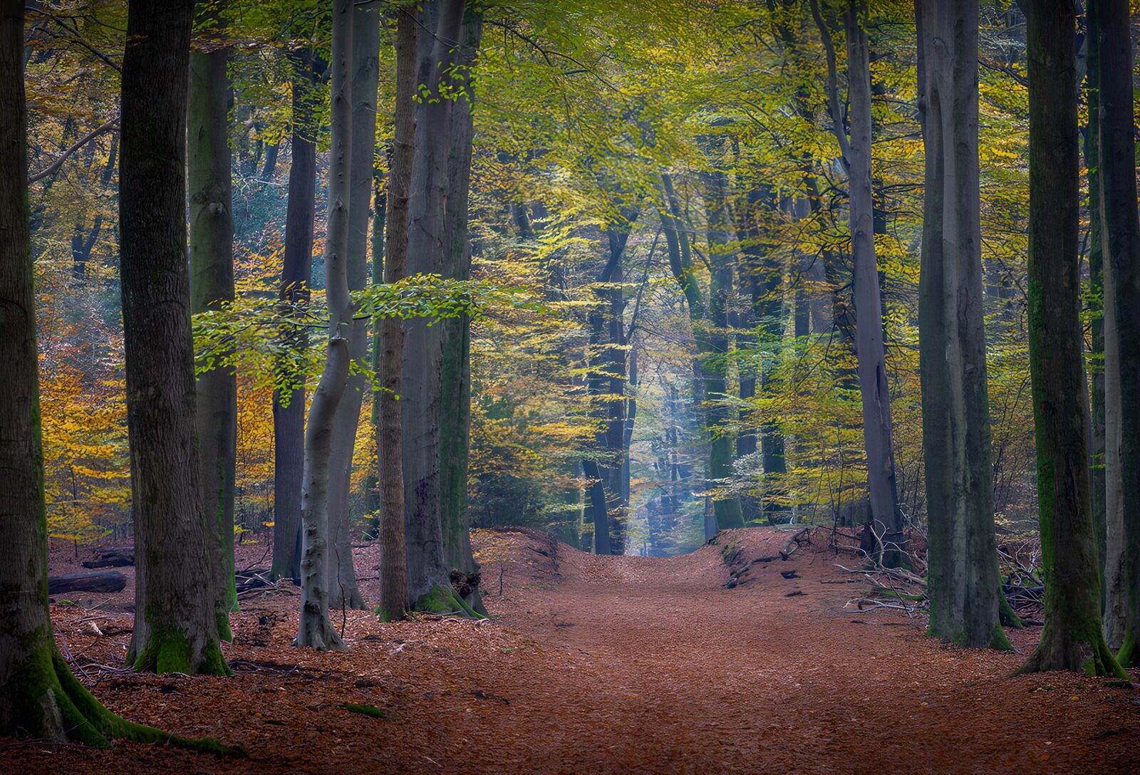 TPFR77513: Chemin forestier en automne