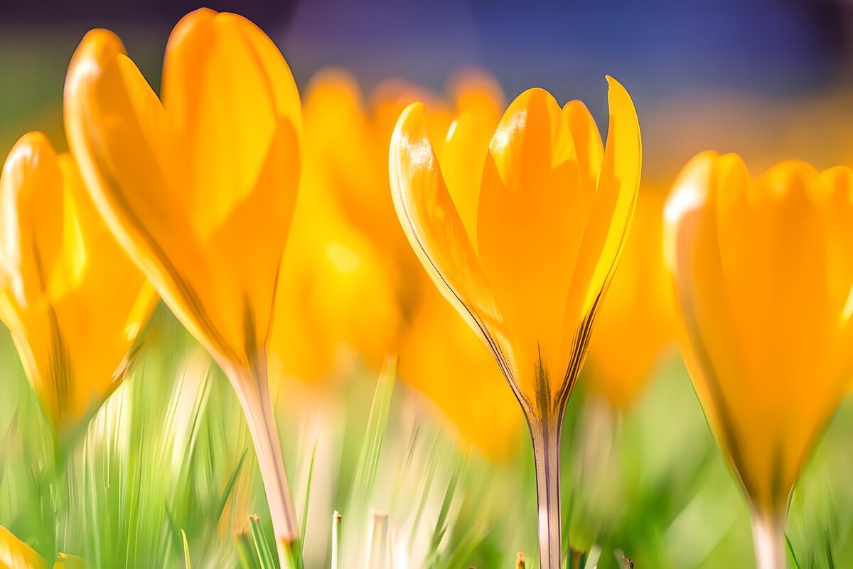 Fleurs de crocus jaunes en plein essor