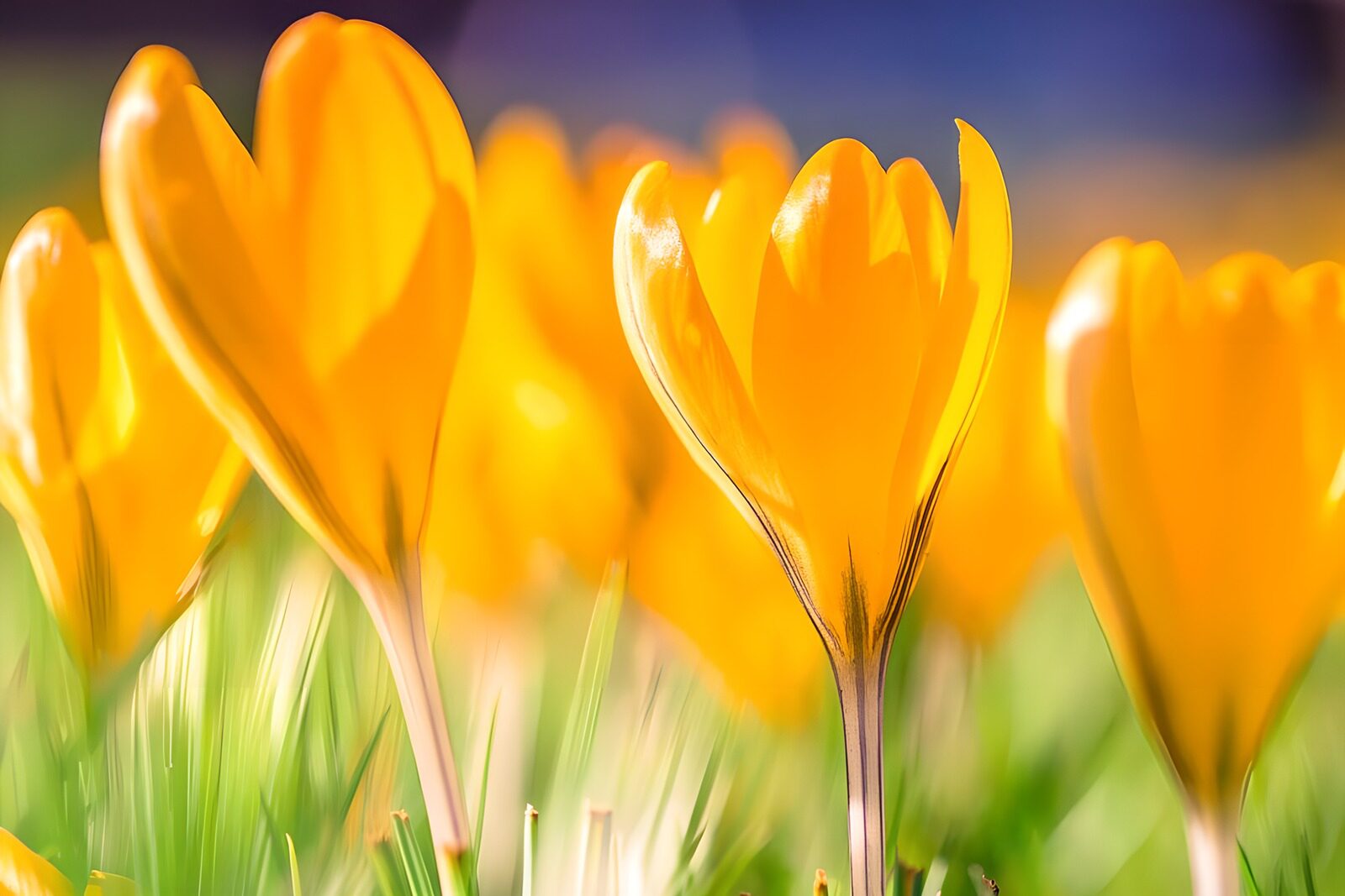 TPFR46780: Fleurs de crocus jaunes en plein essor