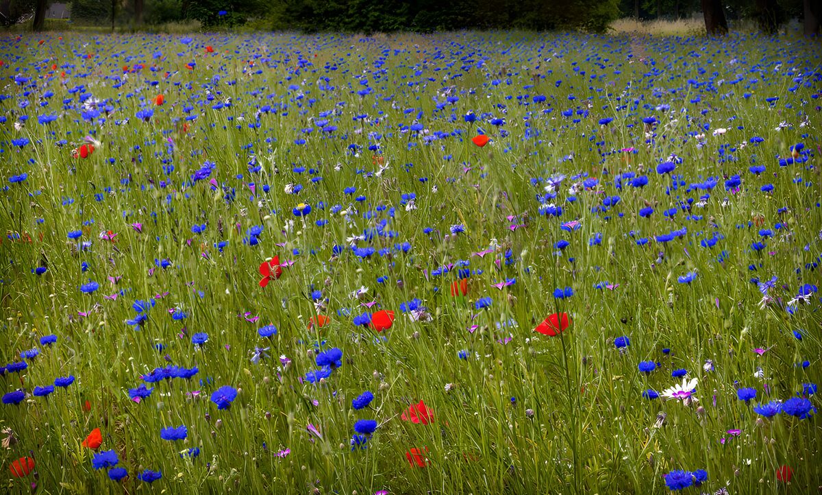 TPFR11106: Champ de fleurs sauvages colorées