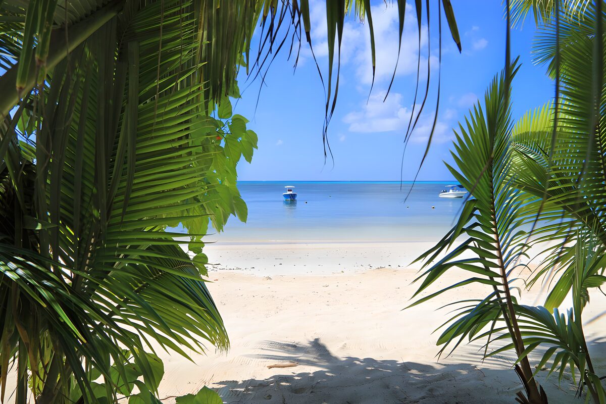 TPFR82744: Plage paradisiaque à travers les palmiers