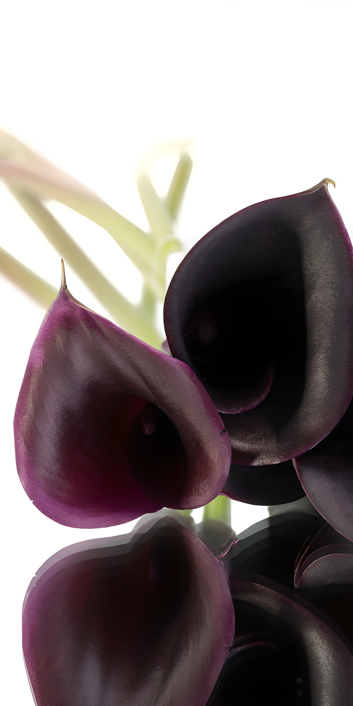 TPFR54955: Callas noires élégantes et mystérieuses