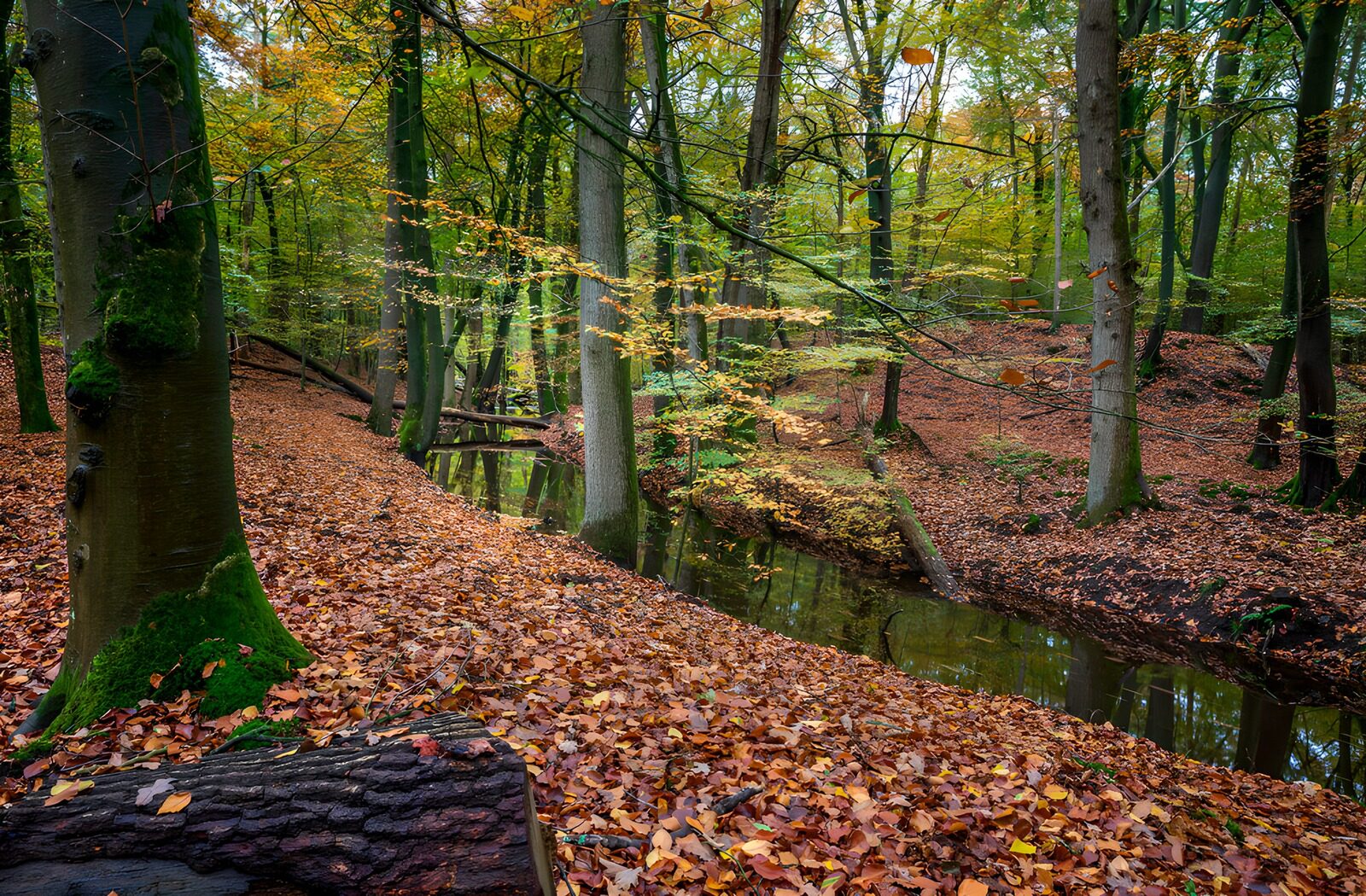 TPFR13575: Forêt d'automne tranquille