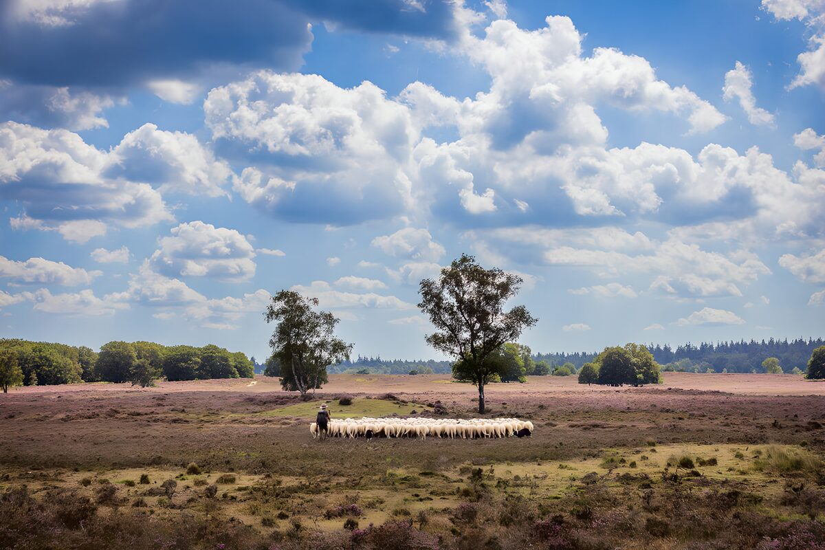 TPFR27214: Paysage pastoral sous un ciel bleu