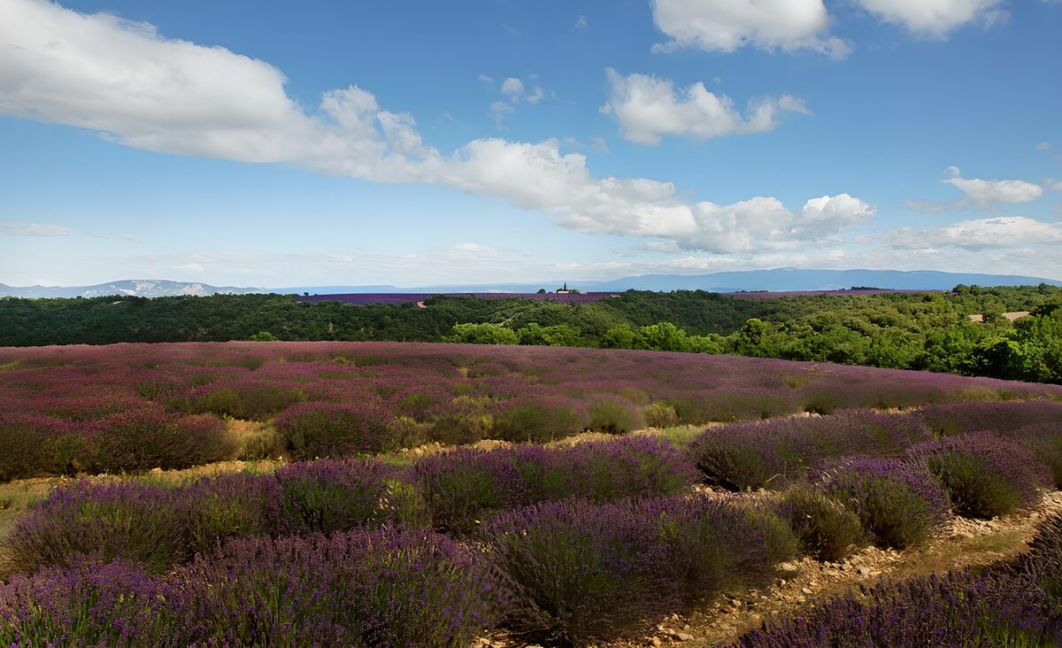 TPFR37729: Champs de lavande en Provence