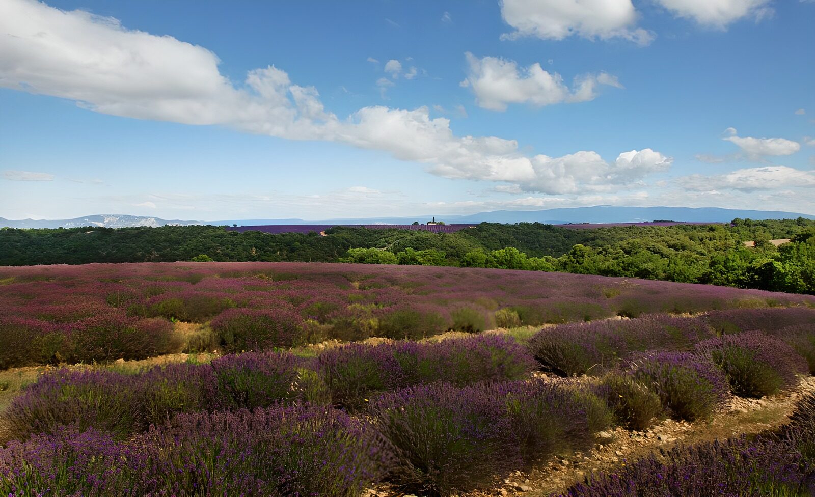 TPFR37729: Champs de lavande en Provence