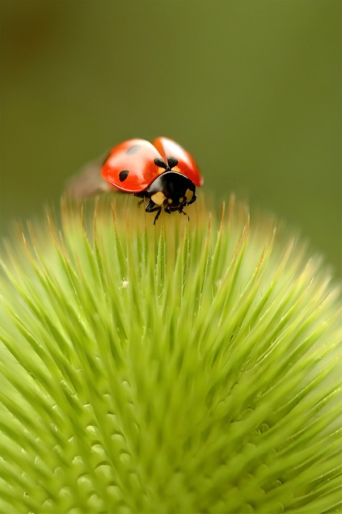 Coccinelle sur une plante verte