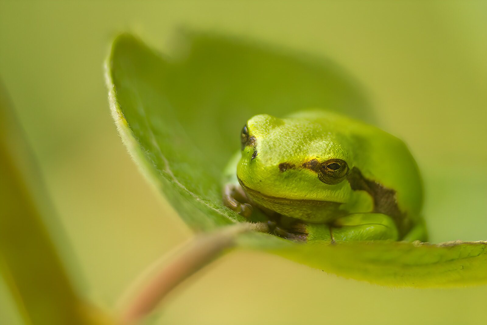TPFR99871: Grenouille verte sur une feuille